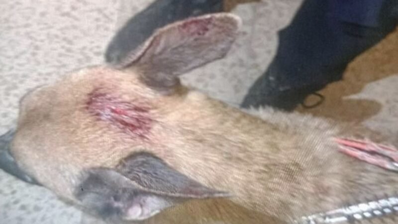 Rescatan dos perros maltratados en Alcorcón y investigan al dueño