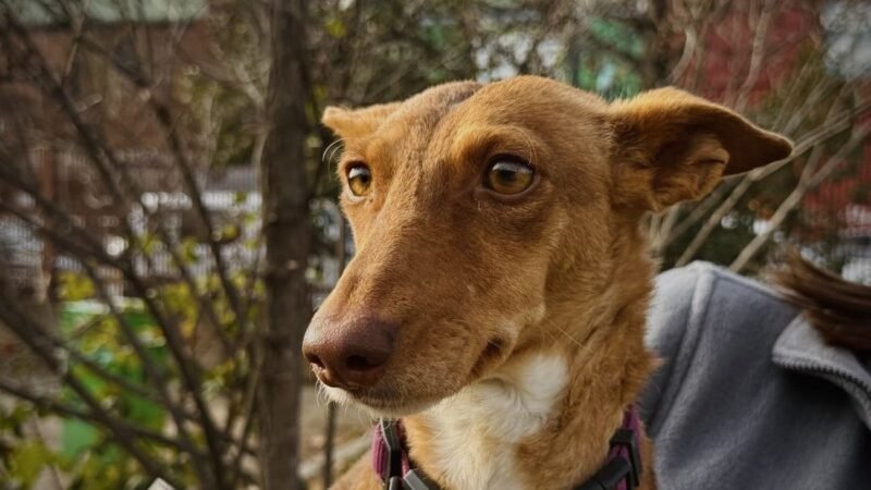 Katia busca un nuevo dueño en Alcorcón para comenzar una nueva vida.