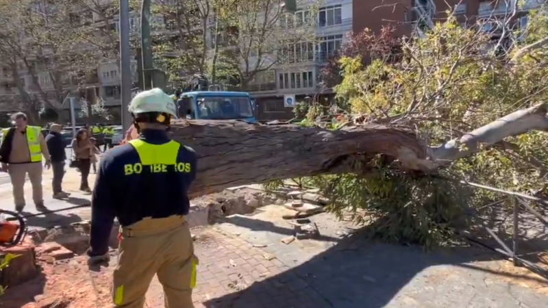Tala de un gran eucalipto en Alcorcón por riesgo de caída