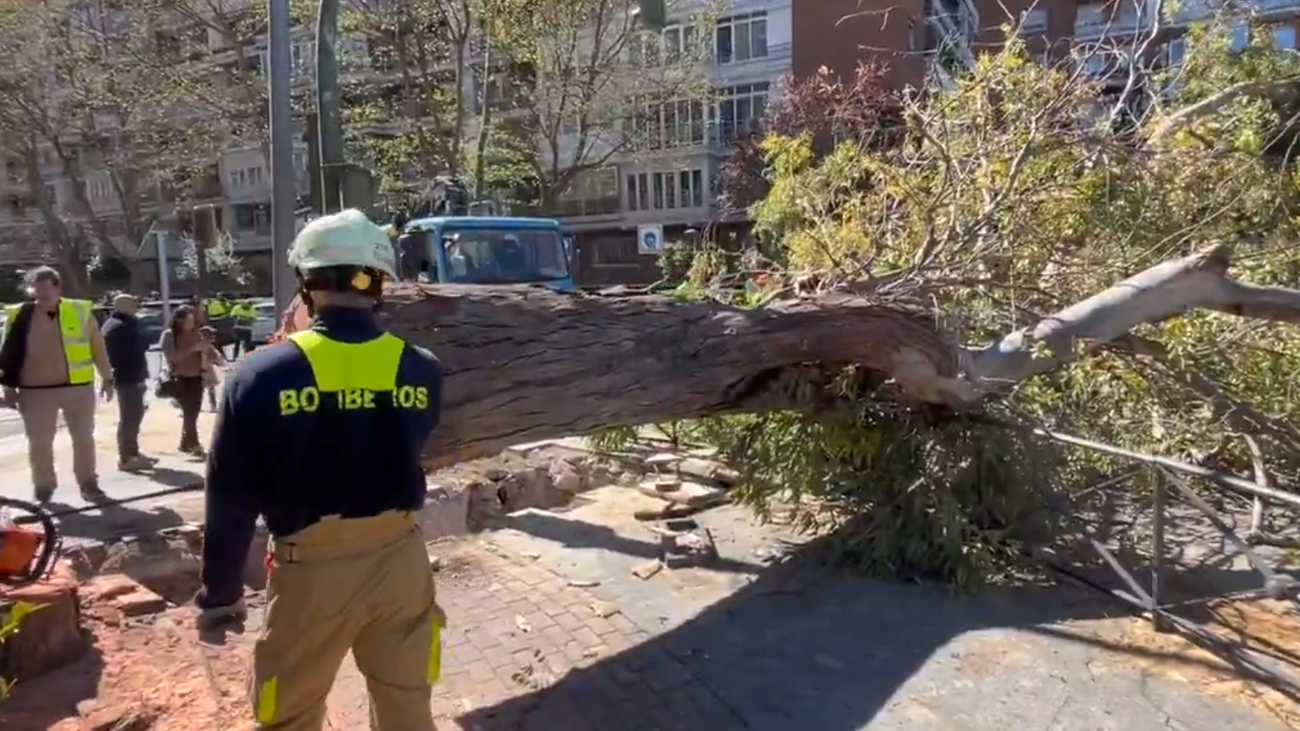 Tala de un gran eucalipto en Alcorcón por riesgo de caída