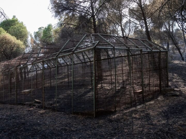 Alcorcón impulsa la Red de Ayuda Sierra Oeste para apoyar a afectados por incendios