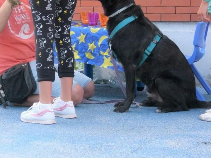 Alcorcón impulsa terapias asistidas con animales para ayudar a menores a gestionar la ira
