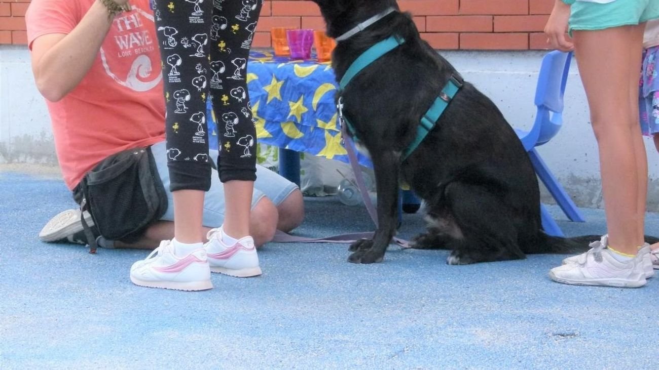 Alcorcón impulsa terapias asistidas con animales para ayudar a menores a gestionar la ira